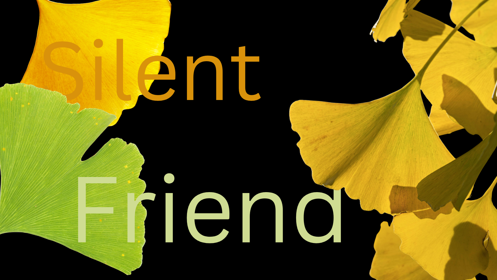 Von Marburg in die Welt: Hessenpremiere von „Silent Friend” mit einem Ginkgo als Star